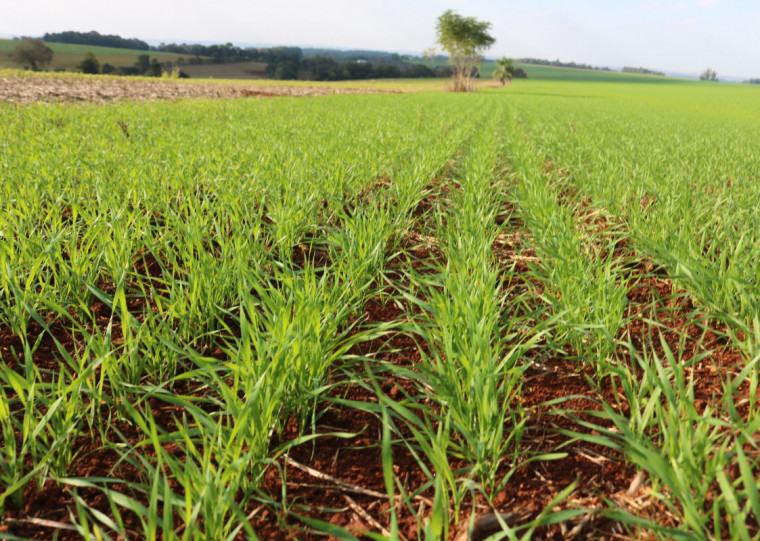 Em Santa Rosa, a perspectiva de produtividade nas lavouras de trigo é superior à média do RS