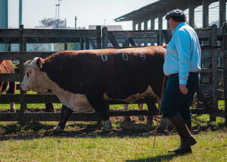 Avaliação dos animais dará mais valor ao desempenho genético, projetando melhor rendimento dos produtos a campo