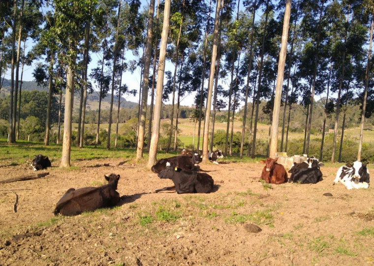 Modelo agropecuário adotado na propriedade de Thiesen assegurou bonificação por leite de alta qualidade