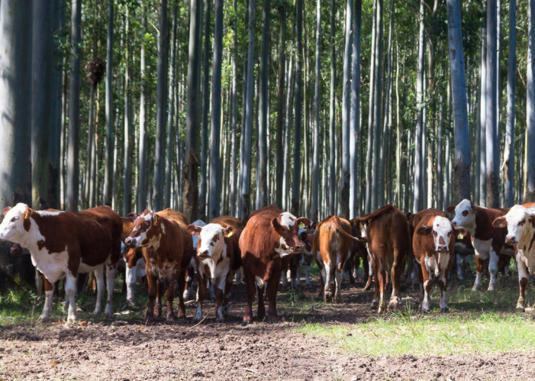 Em propriedade de Cacequi, plantações de eucalipto fornecem sombra para o gado, madeira e proteção às encostas de rios