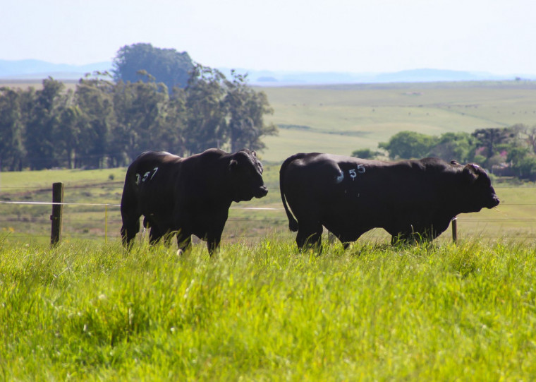 Na Fazenda Itapevi, a pecuária divide espaço com a produção e a silvicultura, em sistema sustentável