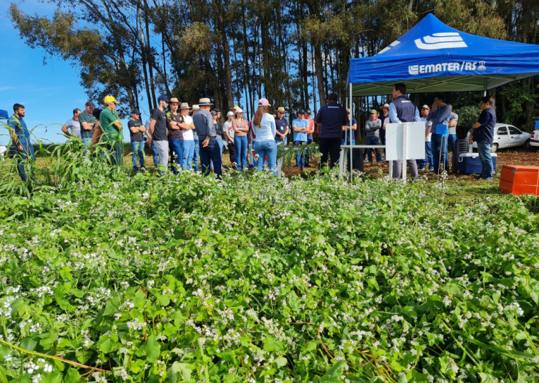 Mix de plantas forrageiras é apresentado a produtores como alternativa de cultivo de outono no Norte do RS