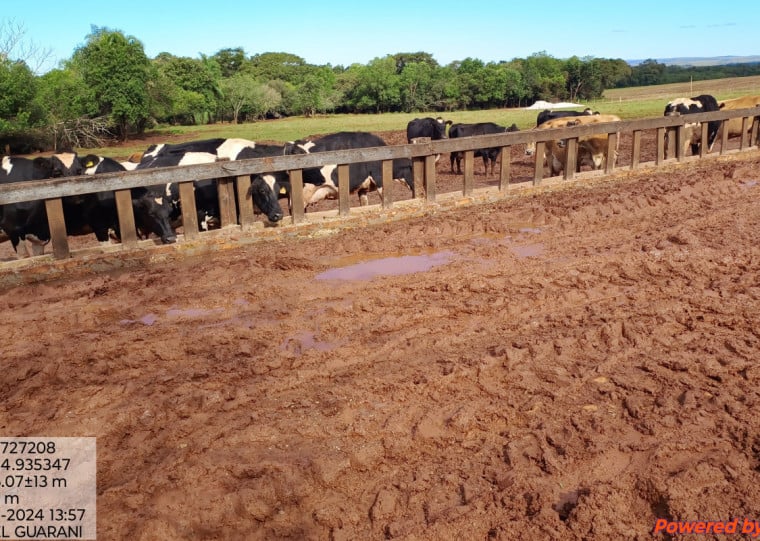 Conforme dados colhidos pela Emater/RS-Ascar, entre 30 abril e 24 de maio, foram contabilizadas 2,45 mil cabeças de bovinos leiteiros mortos, a produção total não coletada chegou a 9,62 milhões de litros