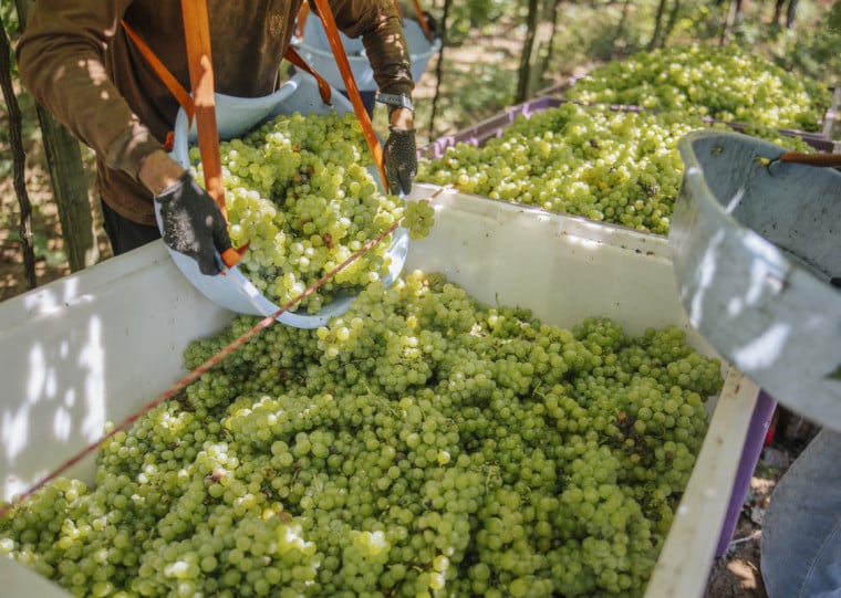 Desenvolvimento de uvas resistentes às mudanças climáticas é prioridade na Garibaldi