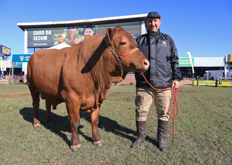 Cabanha Ematholu participa com 12 exemplares de corte Senepol