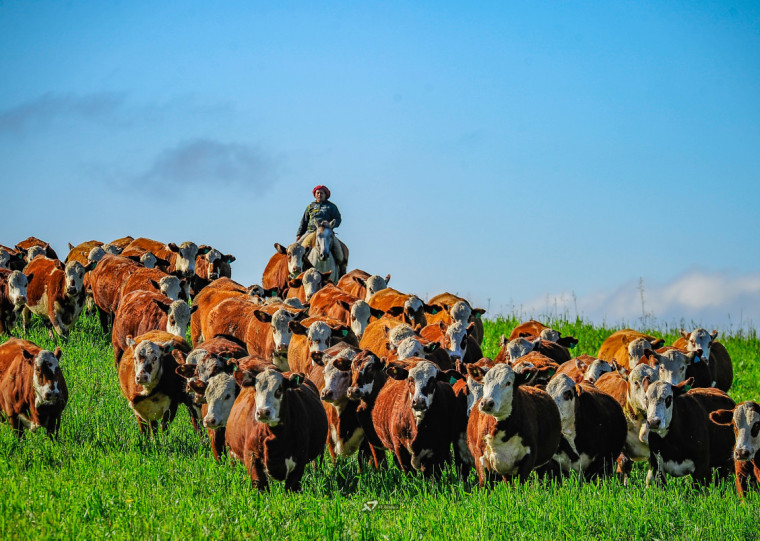 Rastreabilidade de todos os locais por onde passou cada animal será uma das exigências