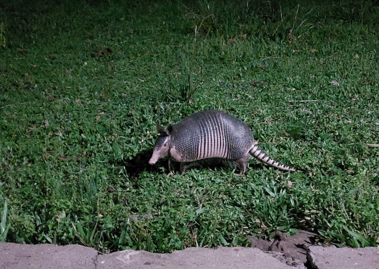 Tadeu, o tatu, é avistado em cidade no interior do Rio Grande do Sul