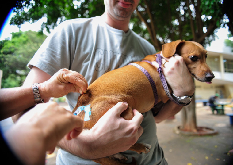 O objetivo é eliminar a raiva mediada por cães, garantindo a proteção da população e dos pets