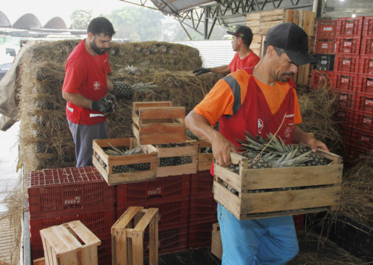 Grande parte da produção é comercializada na Ceasa, em Porto Alegre