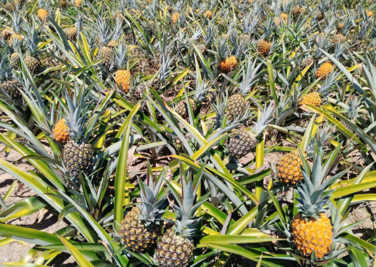 Empresas & Negócios - especial agricultura no Litoral gaúcho - ABACAXI terra de areia CREDITOS wolnei fenner