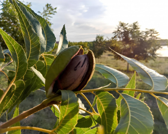 Produtores de pecan projetam safra cheia e negócios em alta em 2025