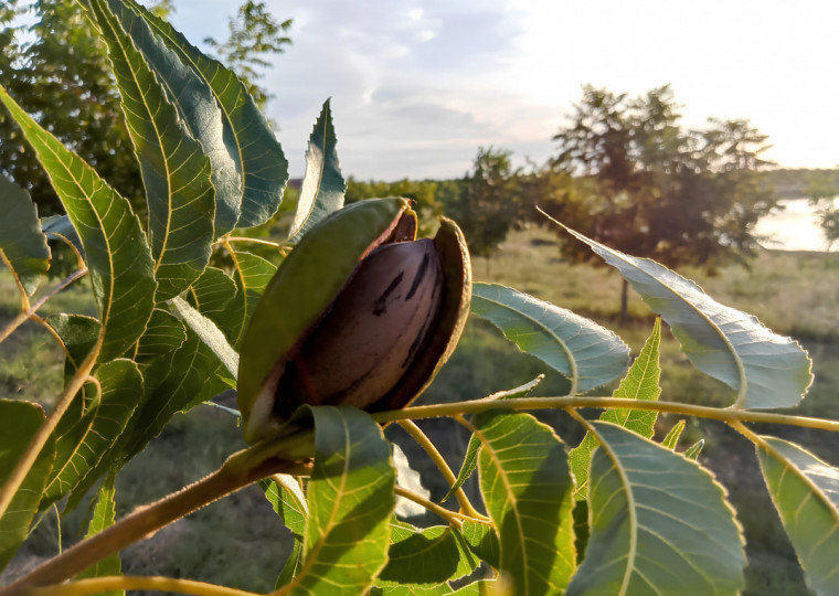 Brasil pode colher 12 mil toneladas de pecan em 2030, projeta Eduardo Basso, do IBPecan