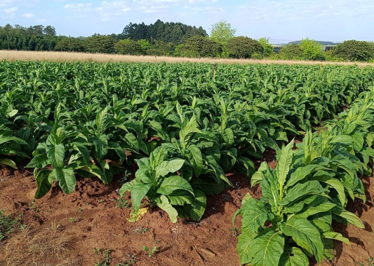 O Rio Grande do Sul foi responsável por 42,4% da produção de tabaco do Sul do Brasil na safra 2023/2024