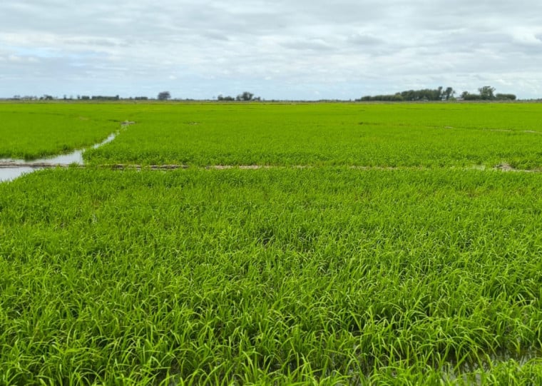 Município do extremo Sul gaúcho atingiu colheita de mais de 680 toneladas em 2024