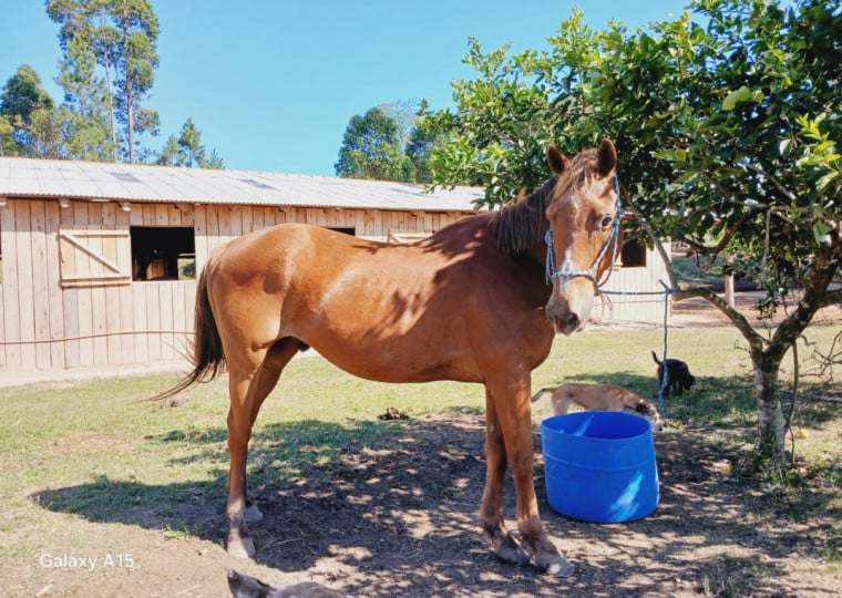 Organização atua na reabilitação de cavalos abandonados ou vítima de maus-tratos com ajuda de voluntários