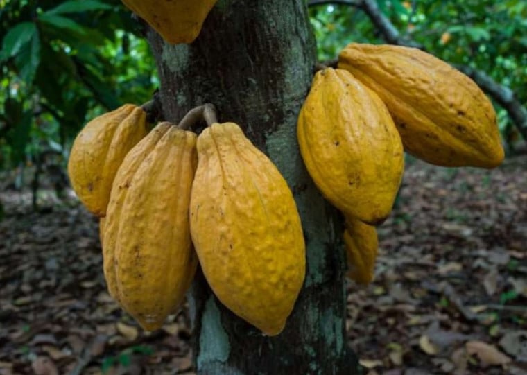 Fenômeno El Niño devastou plantações de Gana e Costa do Marfim, países da África responsáveis por 70% da produção de cacau
